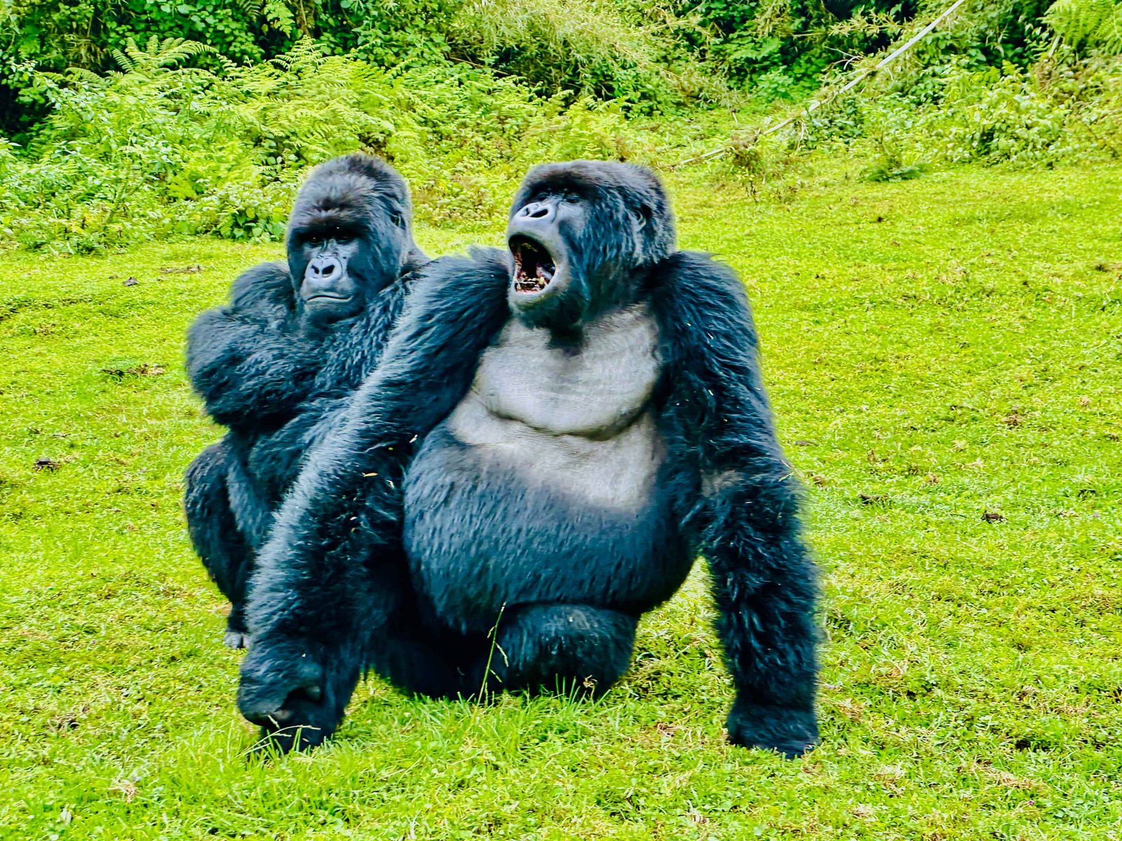 Mountain Gorilla