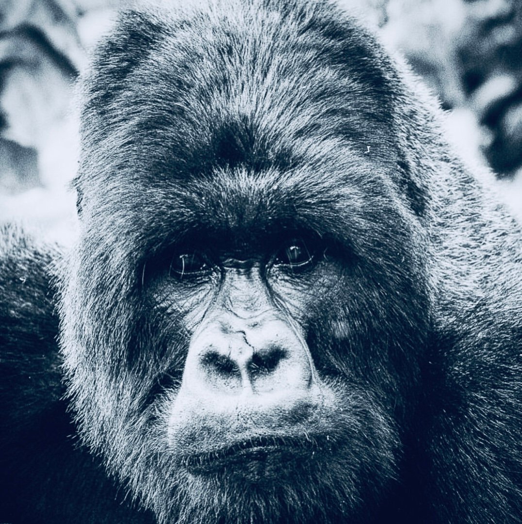 Virunga Primates Encounter