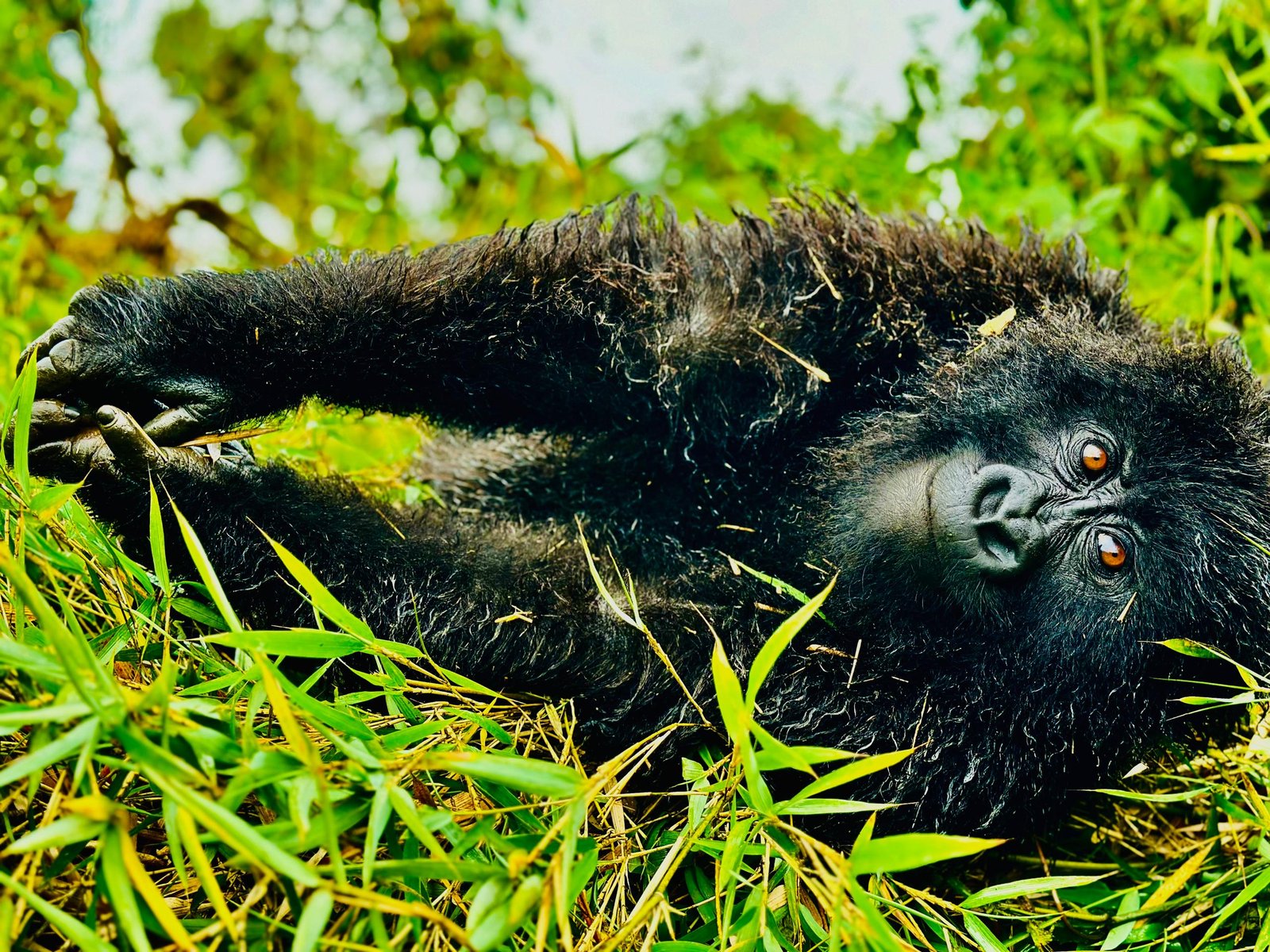 Virunga Great Apes Circuit