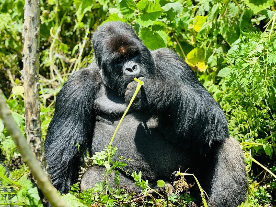 Gorilla Immersion Journey