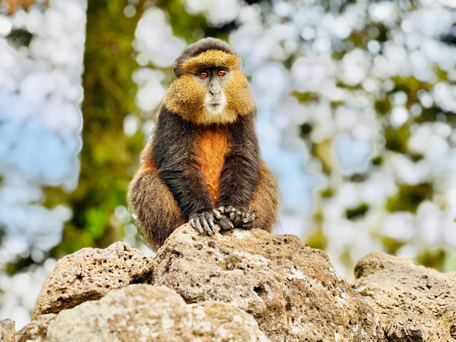 Golden Monkey Forest Journey