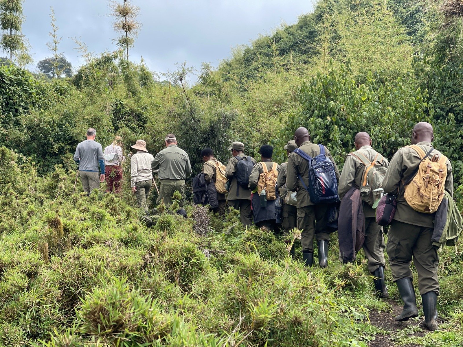 The Eyes of the Mountain: A First Encounter with Rwanda’s Gorillas