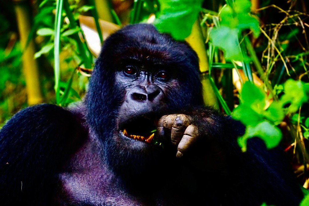 Gorilla