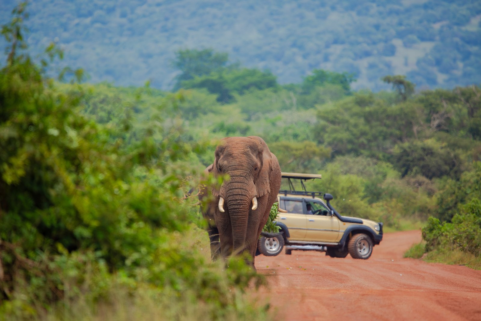 Akagera Savanna